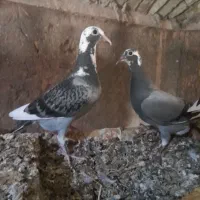 فرش طرح کفتر