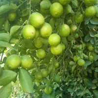 لیمو برای فروش ، باغ مرکبات ،اجاره داده میشود