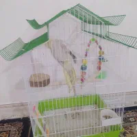 عروس هلندی گل باقالی