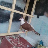 چپ دم سرخ نر ذات دار