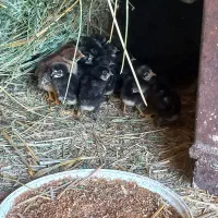 مرغ مرندی همراه با ۱۷ عدد جوجه