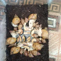 حلزون تخم گذار بالغ
