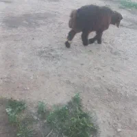 دو راس بره نر و یک راس میش روزگاری