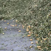 ذرت علوفه ای