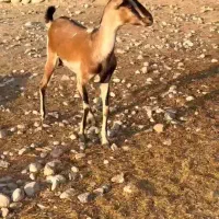 بز صلاله آهویی