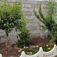 باغ وباغچه177متر/دونبش/سنددار/چهاردیوار