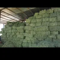 یونجه بار زن