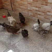 مرغ‌خروس‌وجوجه‌