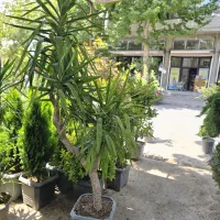 درختچه یوکا تنه دار بزرگ