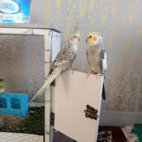 یک جفت عروس هلندی