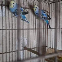 مرغ عشق مولد