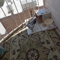 کبوتر گمشده