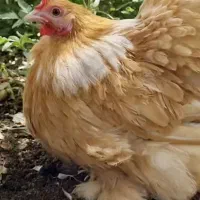 مرغ و خروس لمون.