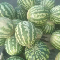 هندوانه تایباد