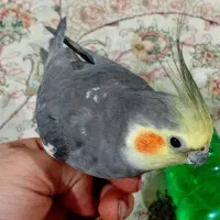 عروس هلندی سخنگو ۲۰کلام به بالا