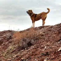 واگذاری توله خراسانی