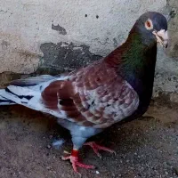 کبوتر مسافتی