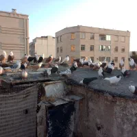 کفتر بوم همه جوانه کلاغ کربلایی