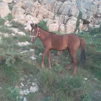 بزرگترین بنگا خرید فروش اسب