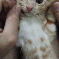 گربه نره