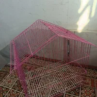 پرنده عروس هلندی