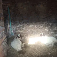 8عدد‌بره‌ماده‌