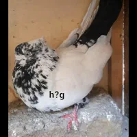 جوجه کله دم سیاه کاکولی باخت دادم