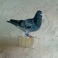 کبوتر نامه بر
