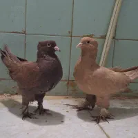 کبوتر رواعب زرد و سرخ دو کاکلی