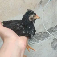 گلچین گپن