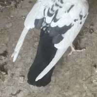 نار پشت دم سیاه نر