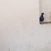 کبوتر