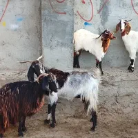بز بزغاله دار جوان