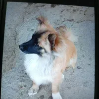 سگ تربیت شده