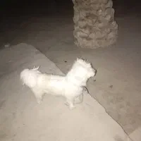 ...|سگ|سراوان, |دیوار