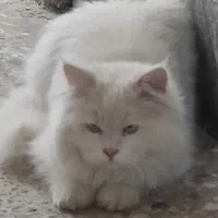 گربه