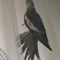 عروس هلندی ماده مست به شرط سلامت