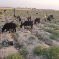 بره بز بزغاله