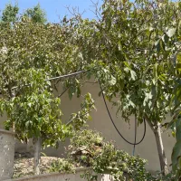 سرایدار خانواده زیر ۳۰ سال
