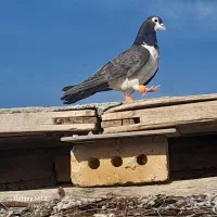 طاقدم سیاه نر  جوان