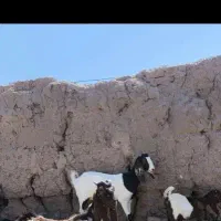 بزغاله گمشده