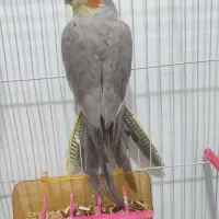 عروس هلندی آهویی ماده