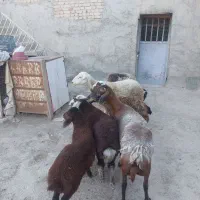 میش وبره .بره نر