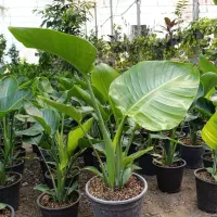 نیکولای و برکین با کیفیت بی نظیر