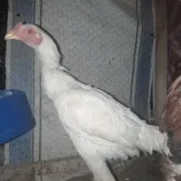 مرغ لاری