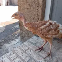 یک عدد بوقلمون و دو عدد جوجه خروس4ماهه