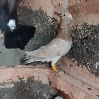 کفتر بار کبوتر نی بند