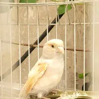 قناری ماده