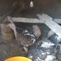 بوقلمون و مرغ خروس و لاری