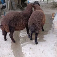 2 راس بره نر همو فروشی